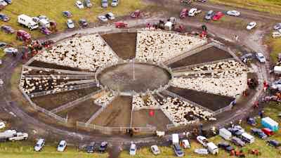 Rassemblement annuel des moutons