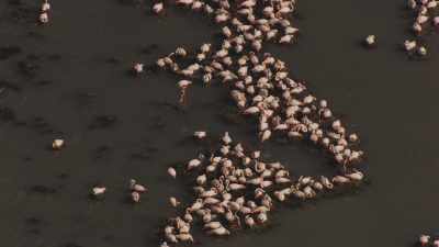 Flamants roses dans la lagune de Venise