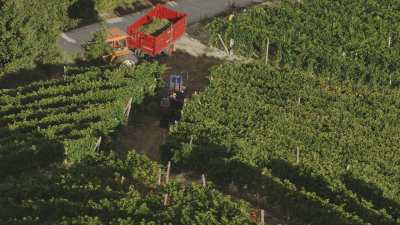 Vendanges en Ligurie