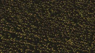 Champs de tournesols en Toscane