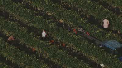 Vendanges près de San Gimignano