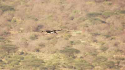 Tantale ibis en vol