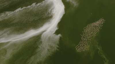 Flamants sur le lac Magadi