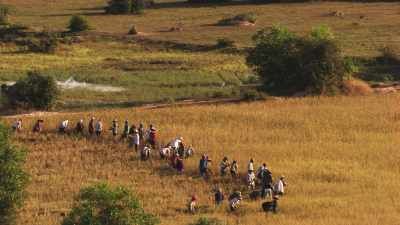 Paysans cambodgiens,dans les rizières