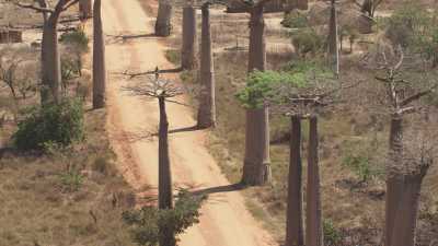 Allée des Baobabs