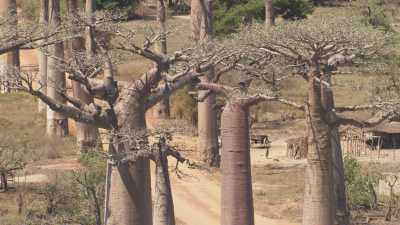 Allée des Baobabs