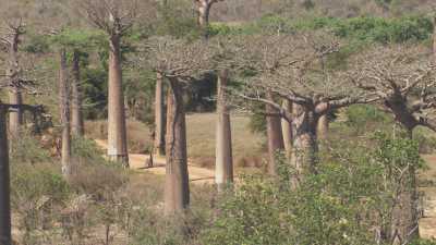 Allée des Baobabs