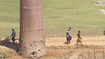 Allée des baobabs