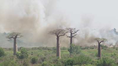 Allée des baobabs et écobuage