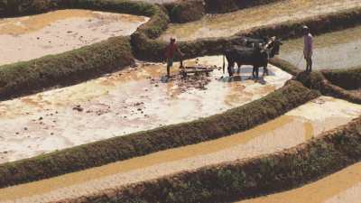 Cultures aux moyens ancestraux