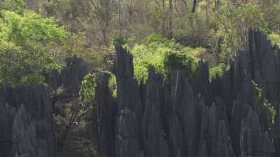 Le Parc National des  Tsingy de Bemaraha