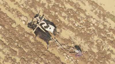 Gros plans sur un cultivateur pieds nus et son attelage