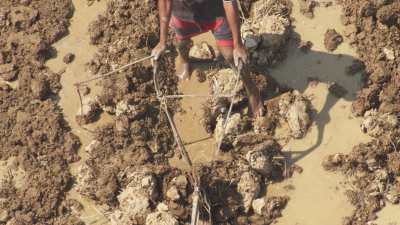 Gros plans sur un cultivateur et son attelage