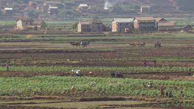 De nombreux fermiers dans leurs champs travaillent la terre