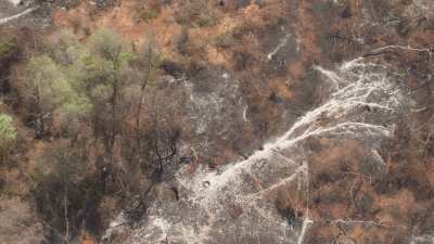 Déforestation par le feu