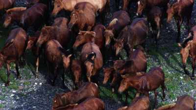 Troupeau de chevaux mongols