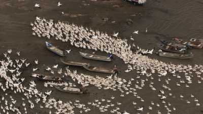 Repas des Pélicans sur une plage
