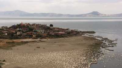 Repas des Pélicans sur une plage