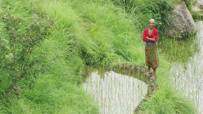 Femmes dans les rizières