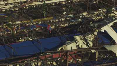 Elevage de poules après le passage du  typhon Haiyan