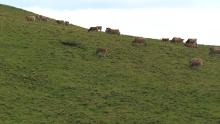 Etables dans la montagne, troupeaux autour de Salers