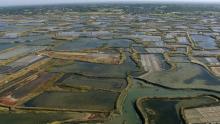 Marais salants