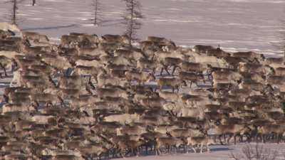 Transhumance des rennes
