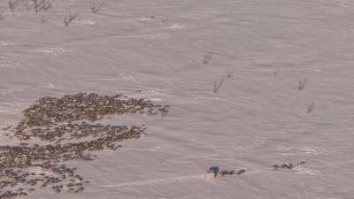 Transhumance des rennes guidés par les nomades Nénètses