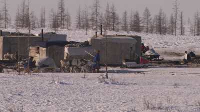 Camps de nomades Nénètses et leurs rennes près de Doudinka
