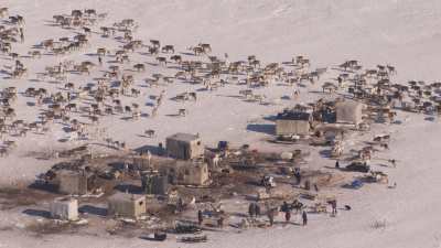 Camps de nomades Nénètses et leurs rennes près de Doudinka