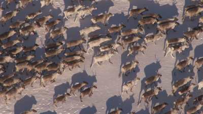 Transhumance des rennes guidés par les nomades Nénètses