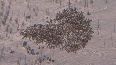 Transhumance des rennes guidés par les nomades Nénètses