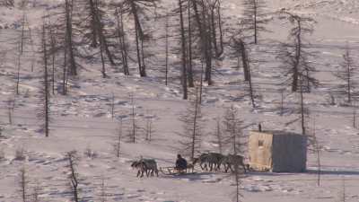 Transhumance des rennes guidés par les nomades Nénètses