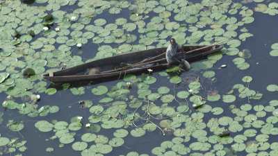 Pêcheurs sur leur pirogue parmi les nénuphars