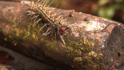 Gros plans de forêt primaire, insectes