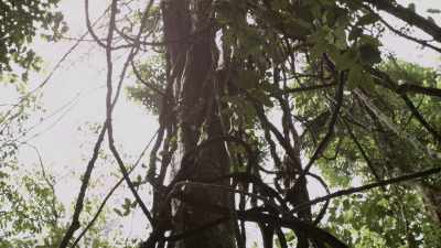 Forêt primaire, canopée