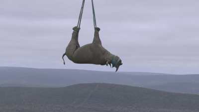 Translocation de rhinocéros