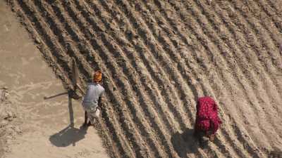 Semence de graines et culture sur le sable d'un "char"