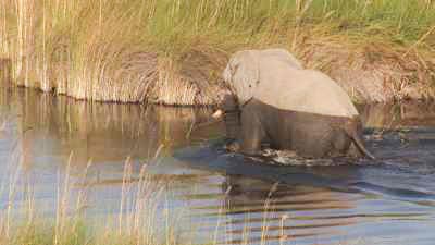 Okavango&nbsp;: Éléphants, pique-boeuf