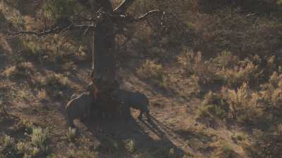 Okavango&nbsp;: Eléphants rongeant un baobab