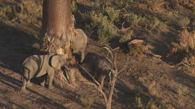 Okavango&nbsp;: Eléphants rongeant un baobab
