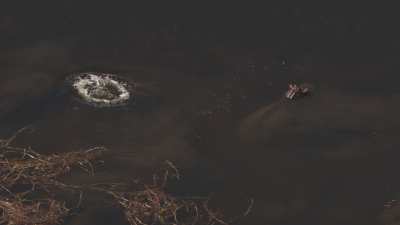 Okavango&nbsp;: Hippopotames