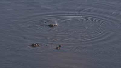 Okavango&nbsp;: hippopotames