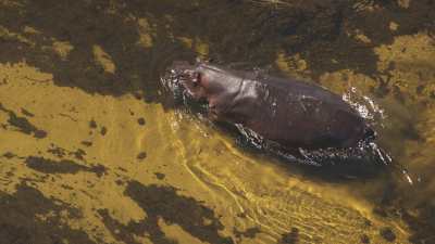 Okavango&nbsp;: hippopotames