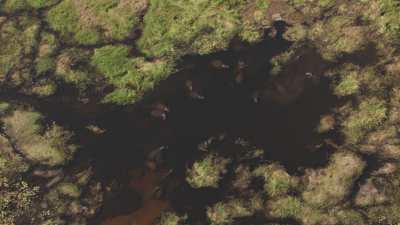 Okavango&nbsp;: hippopotames