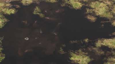 Okavango&nbsp;: hippopotames