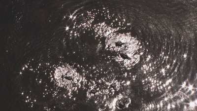 Okavango&nbsp;: hippopotames