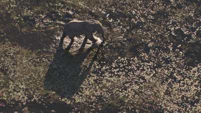 Okavango&nbsp;: Eléphant solitaire