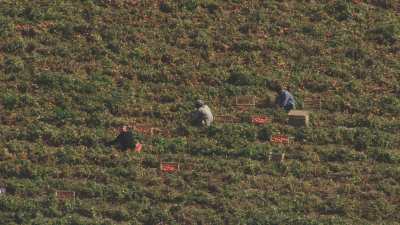 Région de Sohag - Récolte et transport des tomates