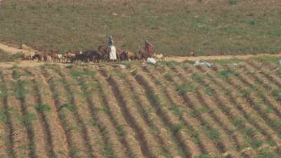 Delta du Nil - Plans sur les champs, petit troupeau de chèvres et petite ferme